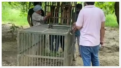 Punjab: जंगली जानवर दिखने से दहशत, जंगलात विभाग पकड़ने में जुटा Punjab: Panic due to sighting of wild animals, forest department busy in catching them