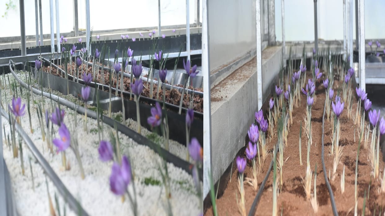Saffron grown without soil in Shimla, IHT got success