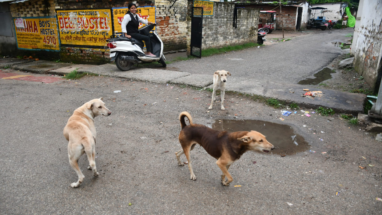 three dogs were burnt with acid one died condition of three is serious In Agra