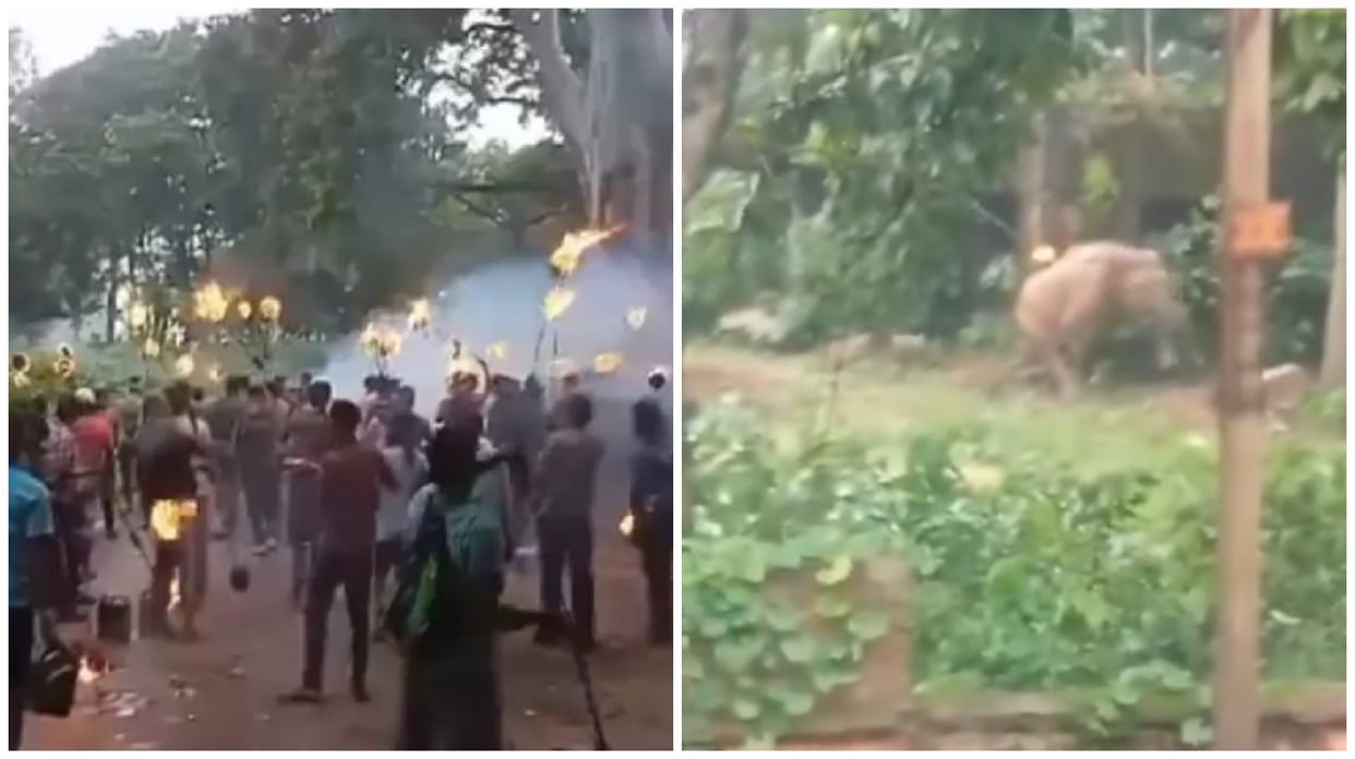 west Bengal's Villagers Try to Drive Away Elephant with Spiked Rods and Fireballs. It Dies news in hindi