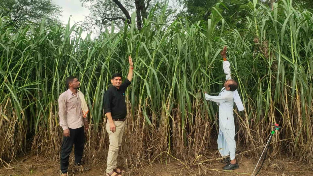 Dausa News: Good news for farmers, there will be no worry of green fodder due to Napier grass