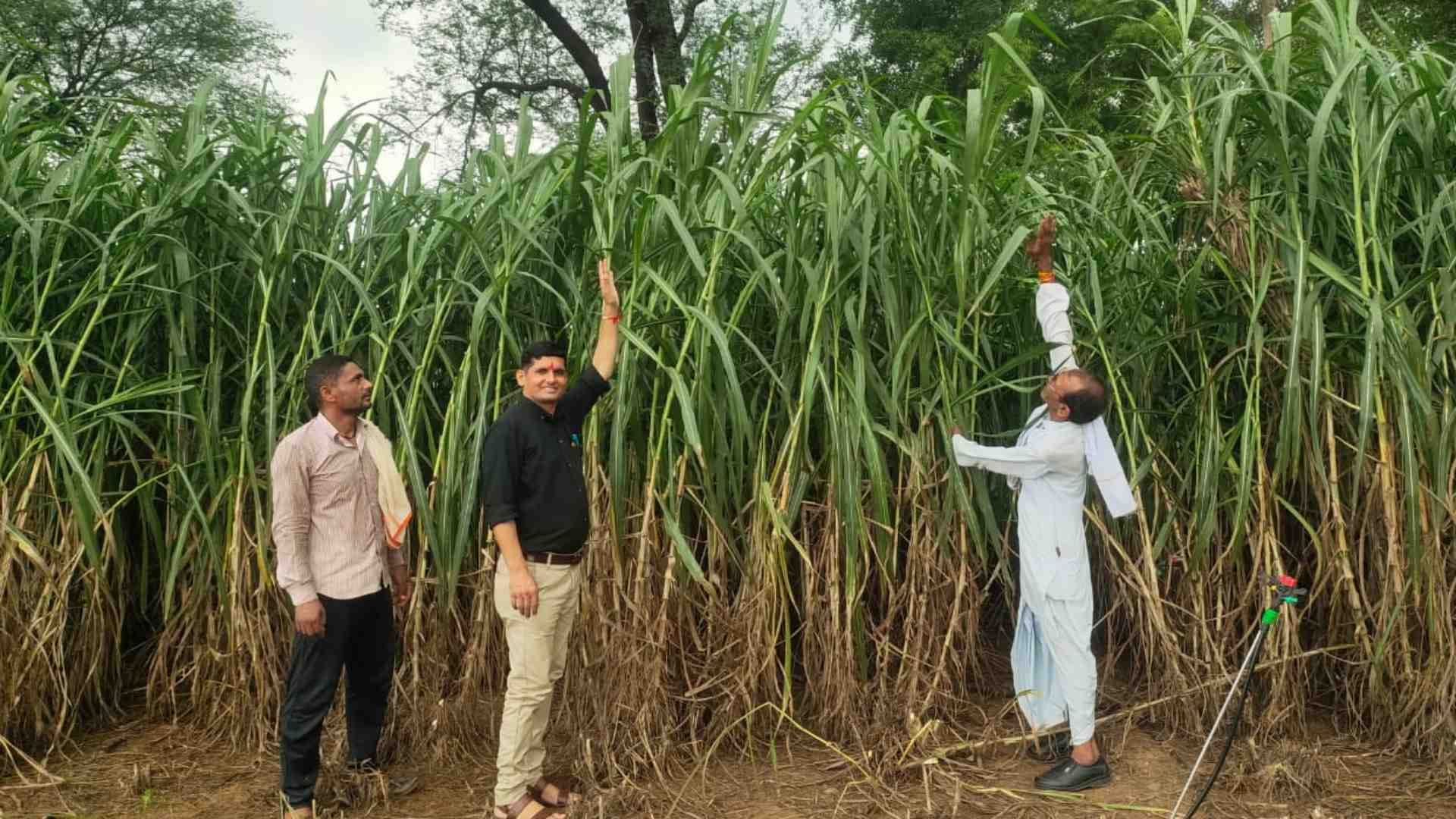 खेत में लगी नेपियर घास।