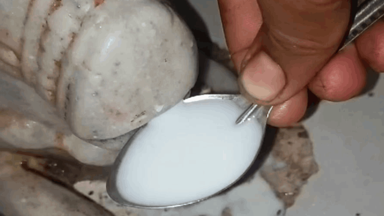 Nandi Baba drank milk in a temple of Muradnagar, watch the video