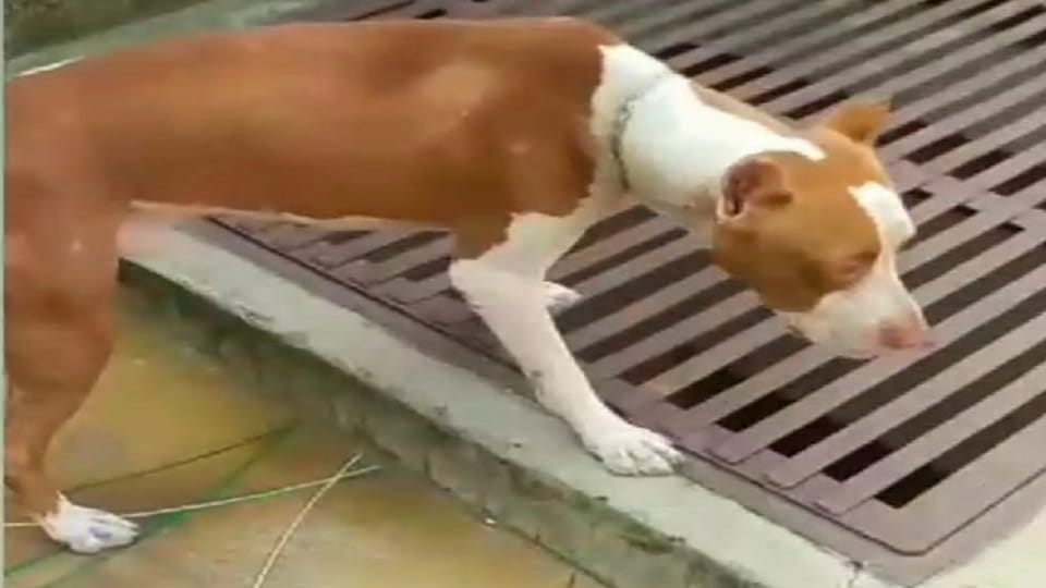 Shamli: Two teenagers were attacked and injured by a pitbull, report filed against the dog's owner