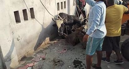 lot of effort to catch the bull that knocked down the old man and killed