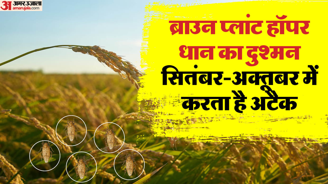 Agriculture: Pusa's advisory on paddy cultivation, Brown Plant Hopper can ruin the entire crop