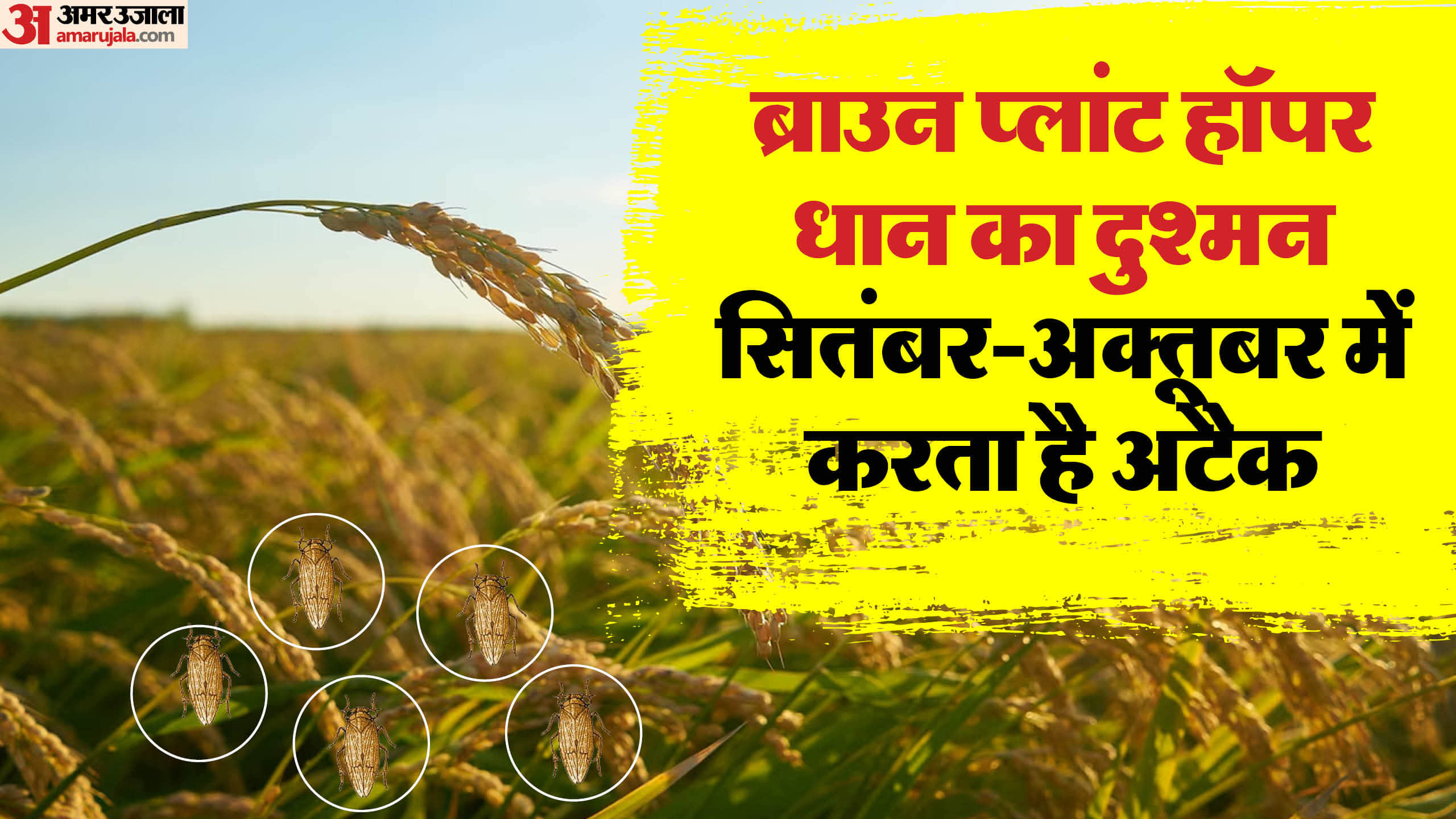 धान का दुश्मन है ब्राउन प्लांट हॉपर