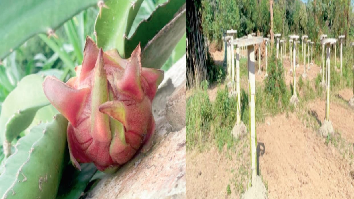 Organic dragon fruit prepared in Bilaspur, one is being sold for 150 rupees