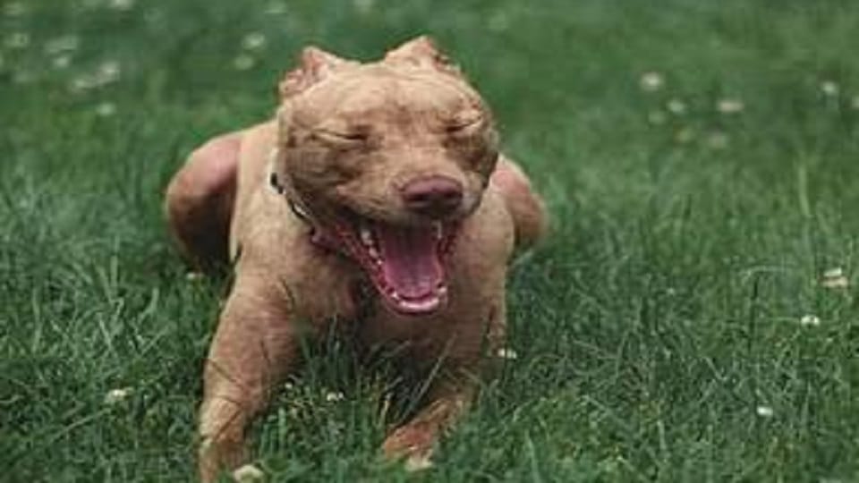 In Gorakhpur, There will be no breeding of Pitbull-Rottweiler... fine for keeping without affidavit