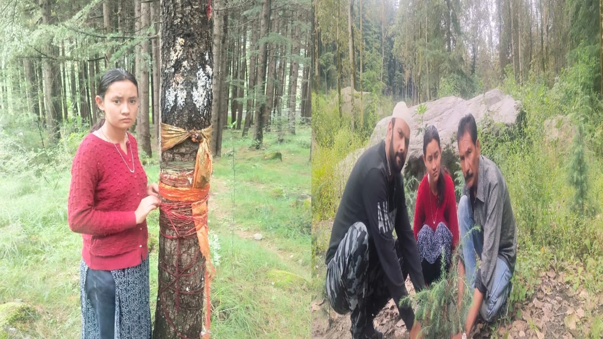 Raksha Bandhan Manali's Kalpana tied a Rakhi to a deodar tree