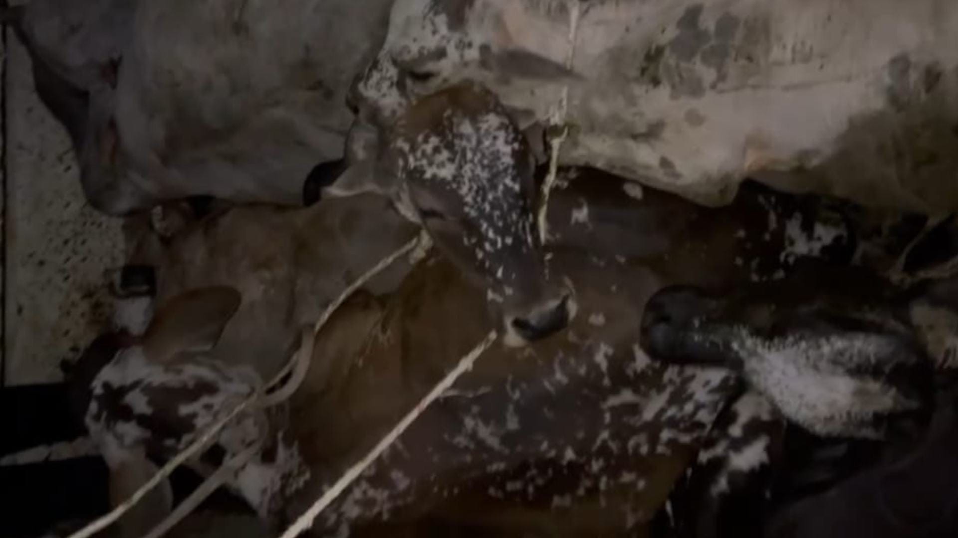 मुक्त कराए सात गए गौवंश