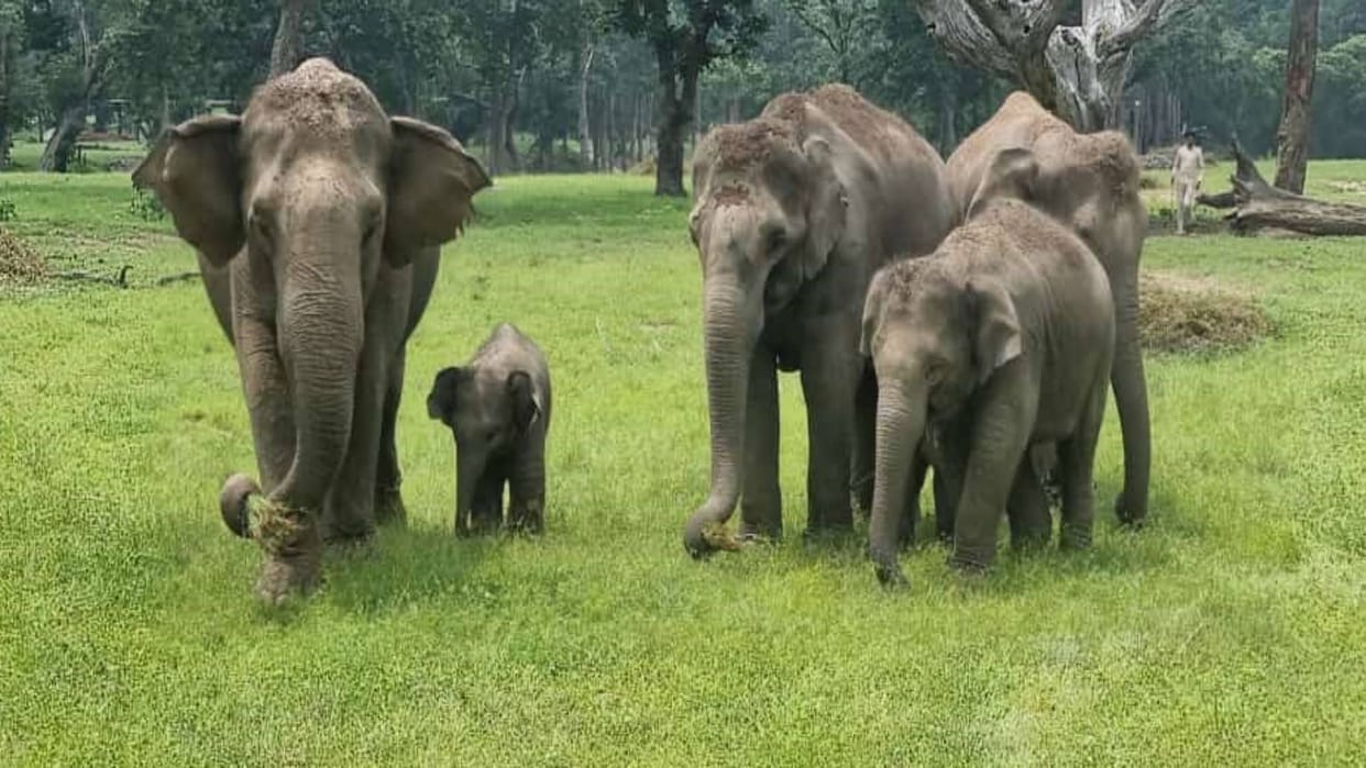 Umaria Elephants Anarkali and Poonam were seen strolling with their children in Bandhavgarh Tiger Reserve