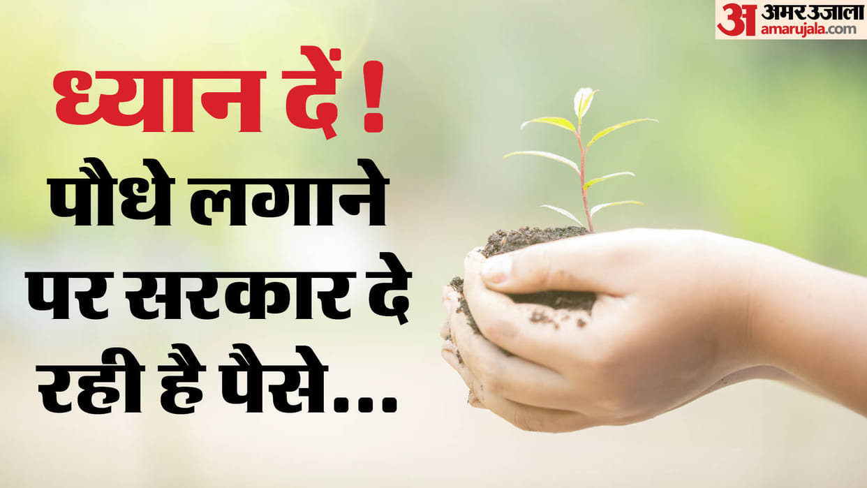 Carbon Sokho Paisa Kamao Scheme: Government is giving Rs 350 for planting saplings check here scheme details