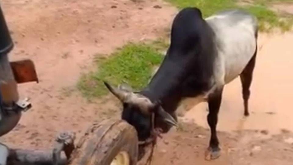 bull attacked and beaten to death of farmer In Mainpuri who went to his field