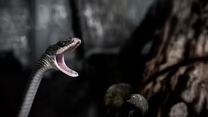 A nine-year-old child was bitten by a snake in Khairian village of Kangra died after five days