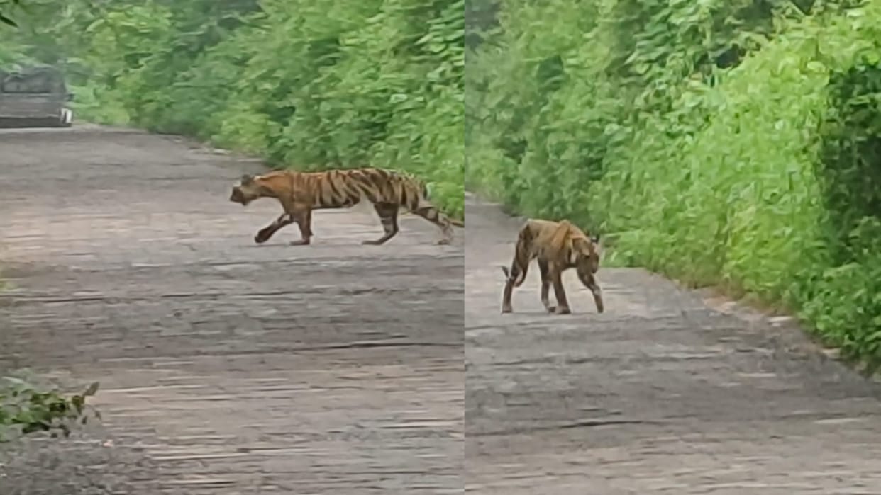 Tigress Sultana seen with her three cubs on the road Ranthambore