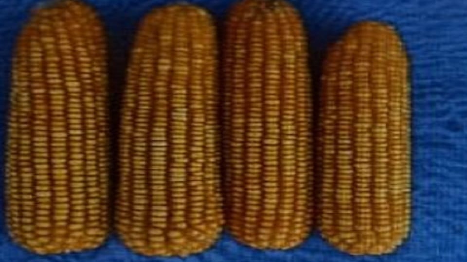VPKAS developed three varieties of maize in almora