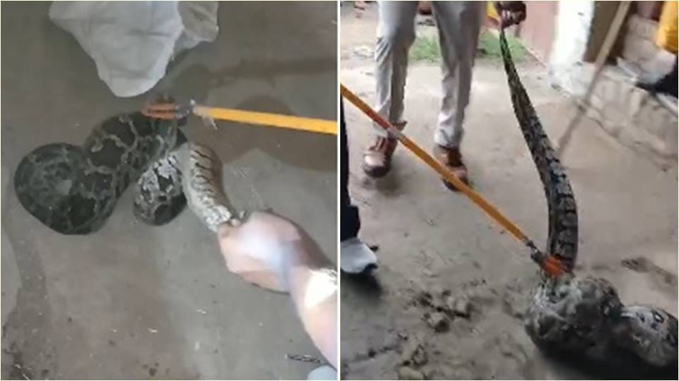 Python found in Nandkhas village located in Chirgaon forest range of Jhansi