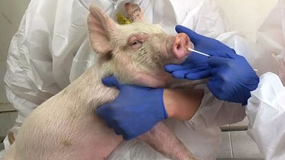 Swine flu: Complete ban on buying and selling of pigs in Himachal, Animal Husbandry Department issued instruct