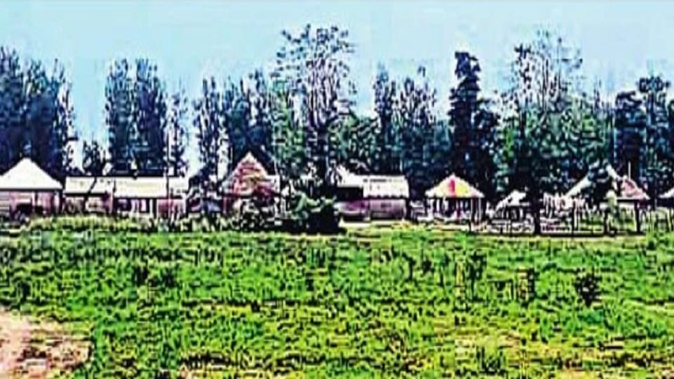 Dehradun: 104 square kilometer forest of Uttarakhand captured...hundreds of trees cut
