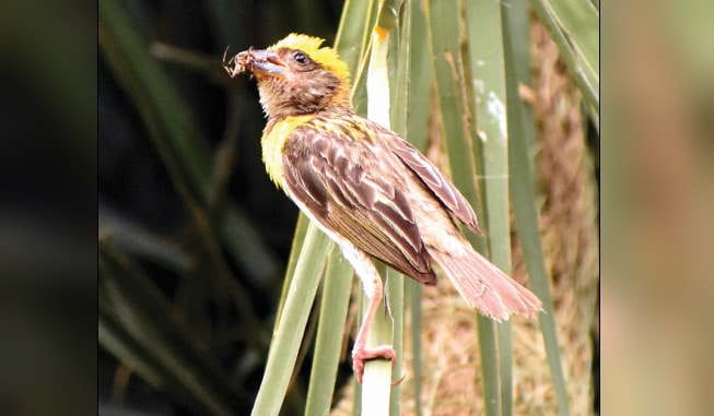 Baya weaver bird nest, interesting facts about Baya bird in hindi