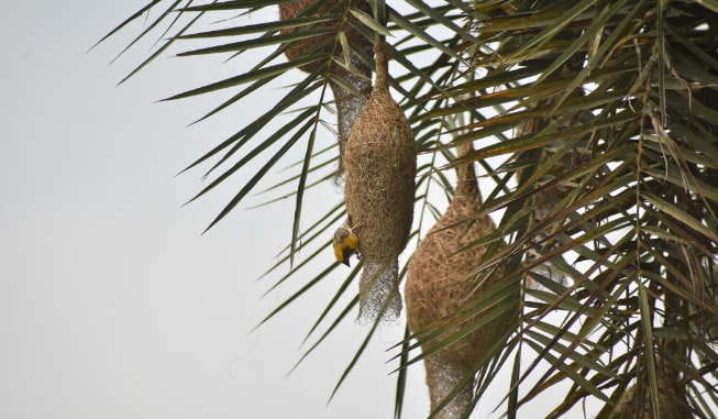 Baya weaver bird nest, interesting facts about Baya bird in hindi
