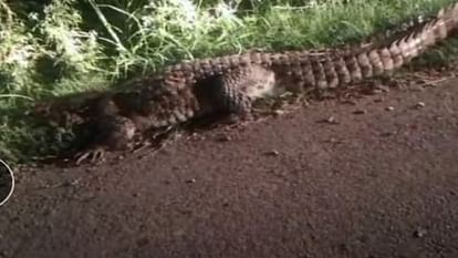 Crocodile seen roaming in Rajbeh