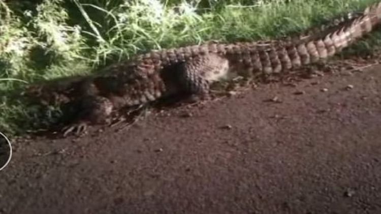 Hathras: कुछ दिन पहले दिखा था तालाब में, अब रजबहे में घूमता नजर आया मगरमच्छ, ग्रामीणों में बढ़ी दहशत