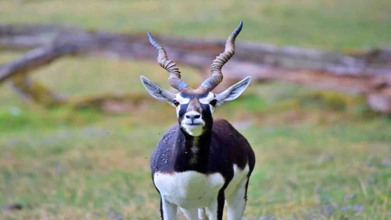 Sri Ganganagar: Action taken against DFO and Ranger in black deer hunting case, protest ends