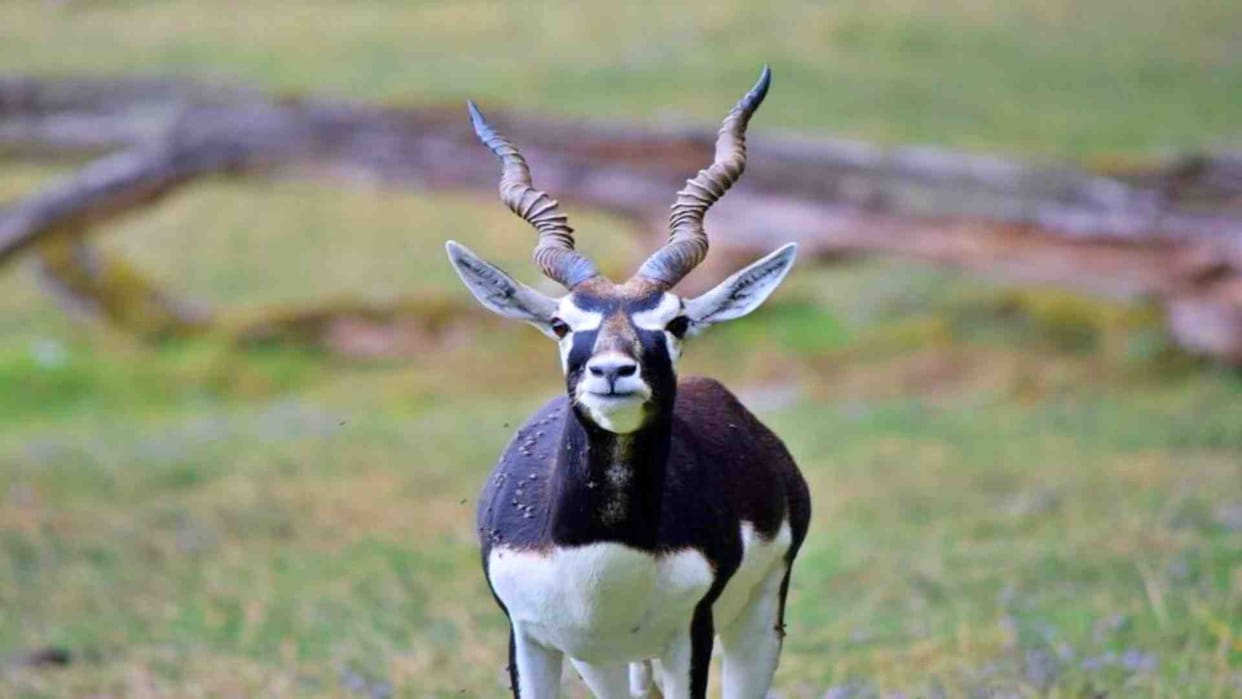 Sri Ganganagar: Action taken against DFO and Ranger in black deer hunting case, protest ends