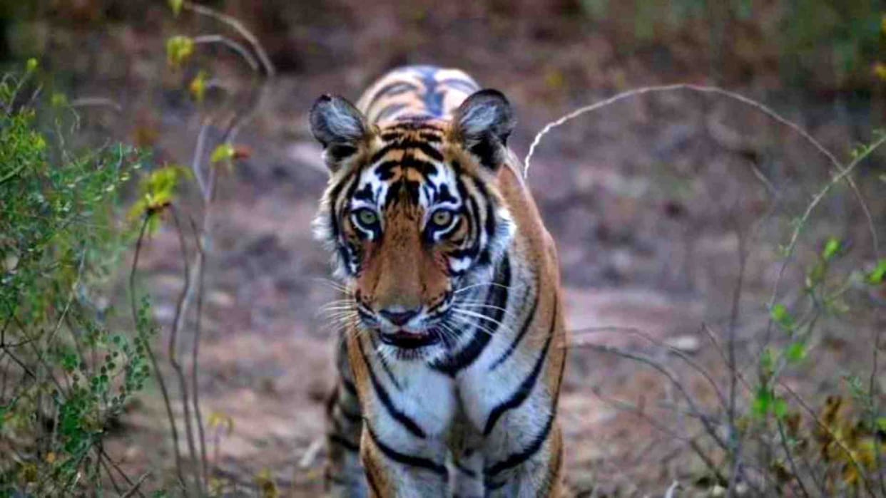Alwar News: Tiger ST-2303 escaped from Sariska and camped in Jhabua forest of Haryana