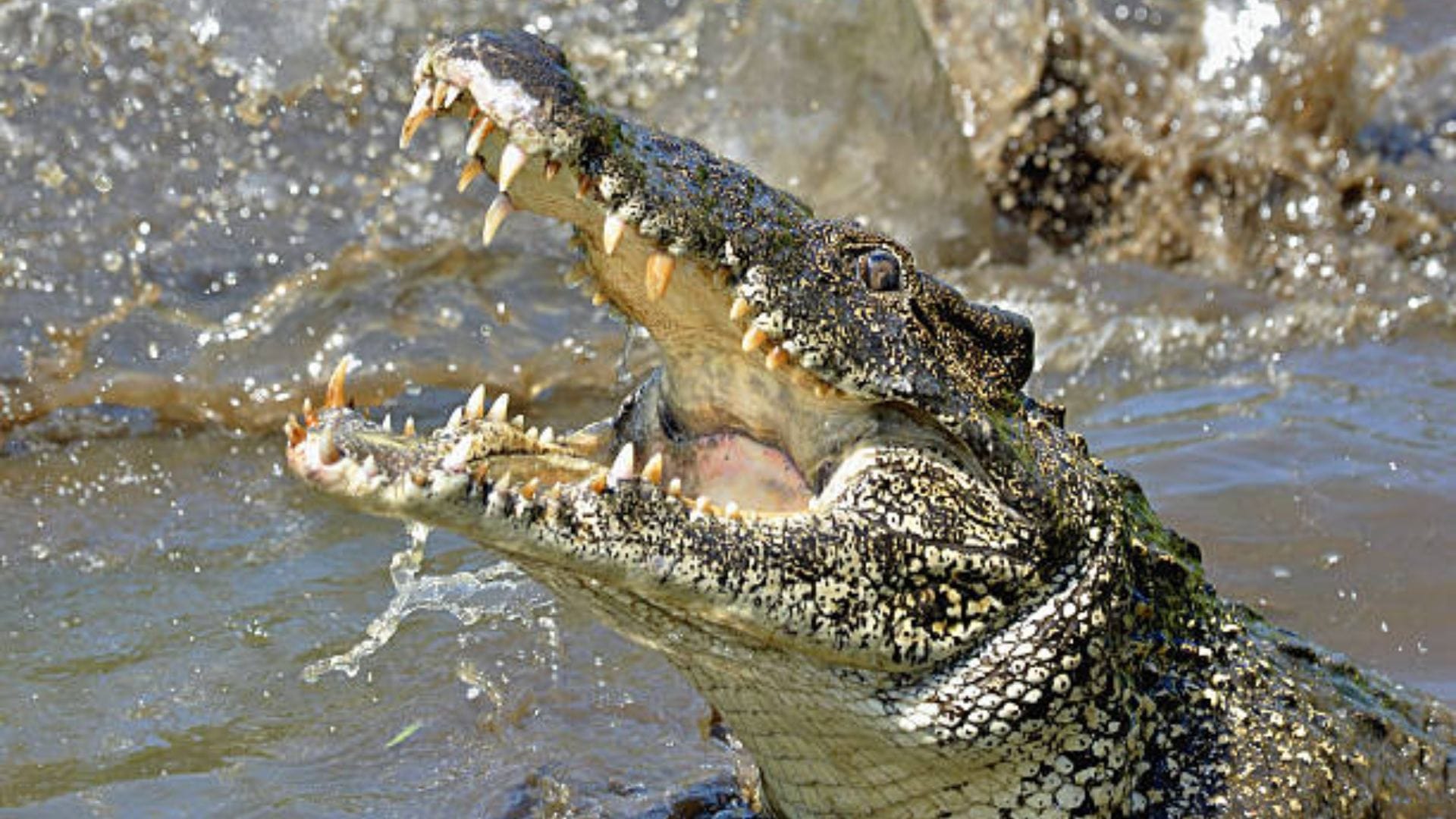 Scientists solved the mystery of 3000 year old mummified crocodiles from ancient Egypt