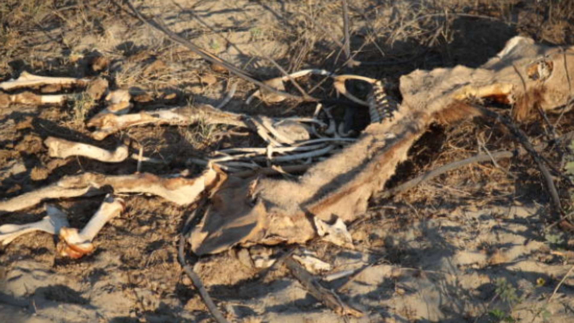 Scientists solved the mystery of 3000 year old mummified crocodiles from ancient Egypt