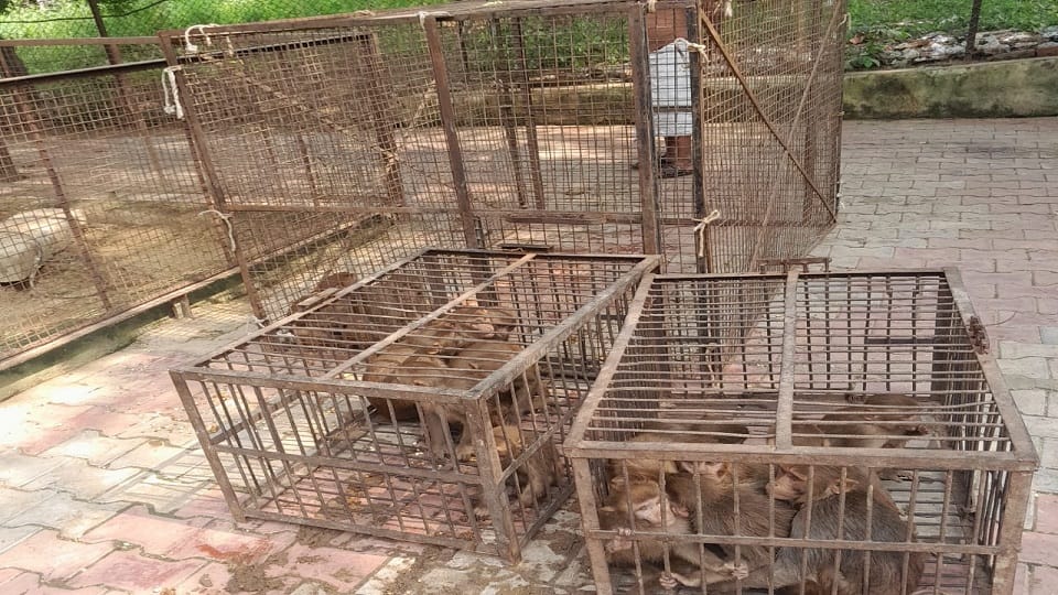 Agra Nagar Nigam campaign near Taj caught dogs and monkeys by laying a trap