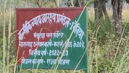 Bettiah News: One tiger died in a fight for supremacy between two tigers in Valmiki Tiger Reserve