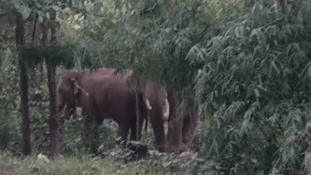 tusker trampled a villager in Raigarh, injuring him.