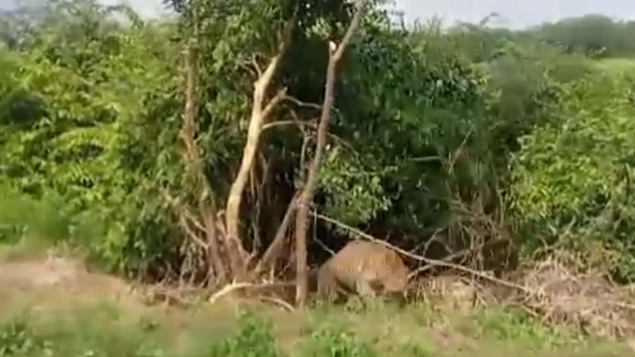 Etawah: Now a leopard was seen near Brahmani temple