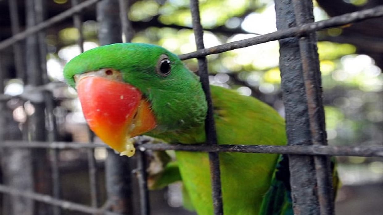 Keeping birds in captivity can lead to punishment in Chhattisgarh