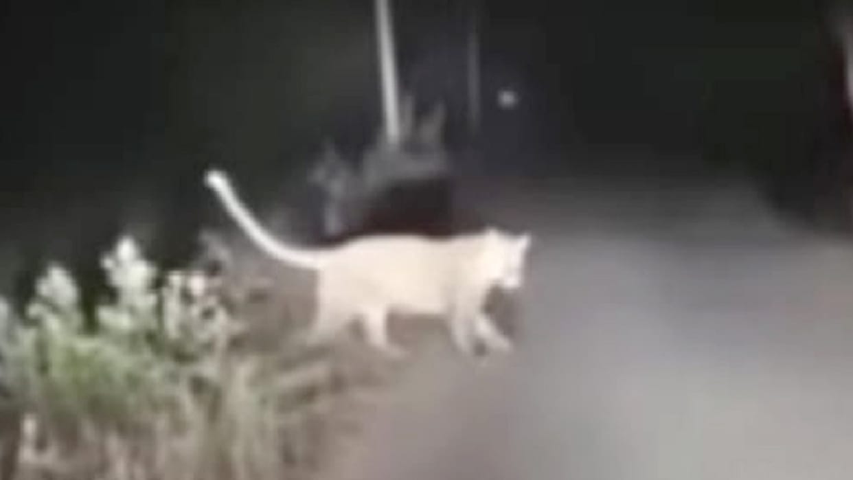 Meerut: Leopard-like animal seen near Chuchhai village in Kithaur, video goes viral on social media