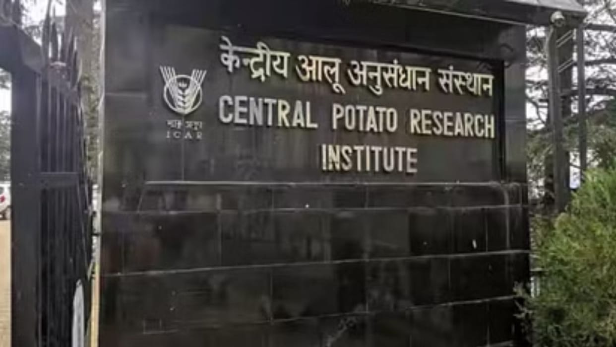 Himachal News CPRI Kufri Surya potato will control diabetes
