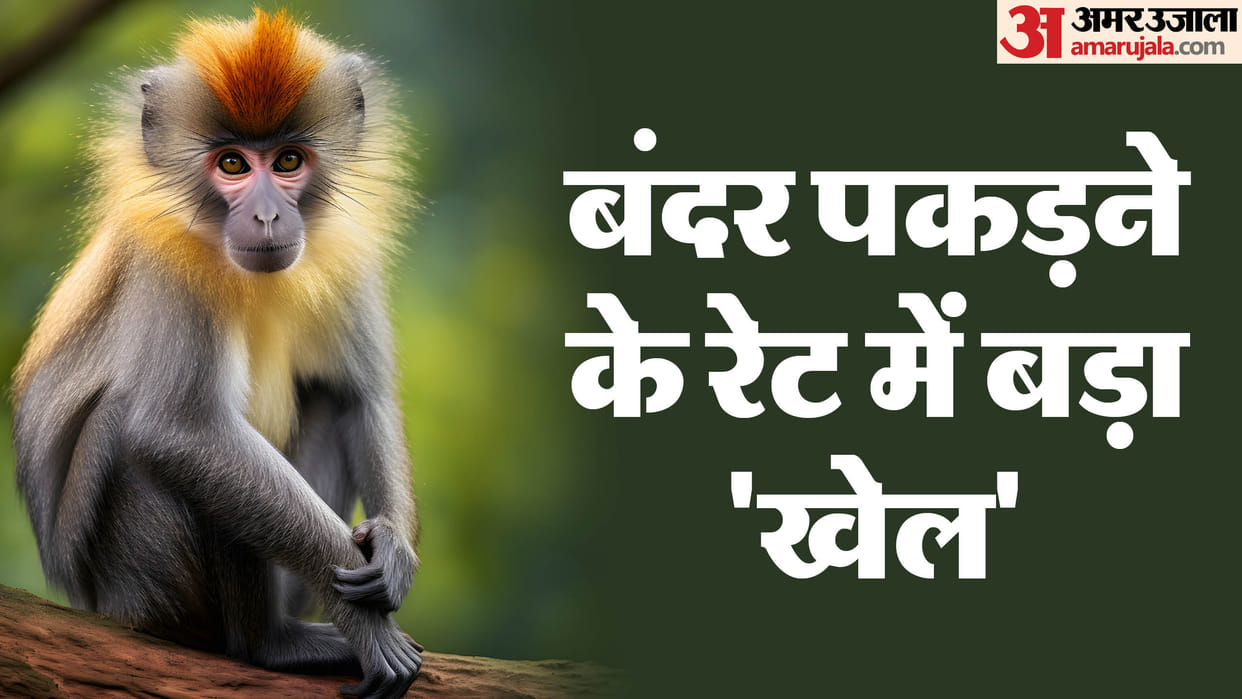 monkey catcher rate for catching monkeys different in three cities including varanasi