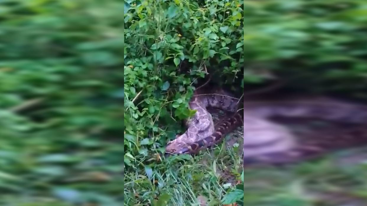 The python swallowed the goat that had gone to graze on the farm