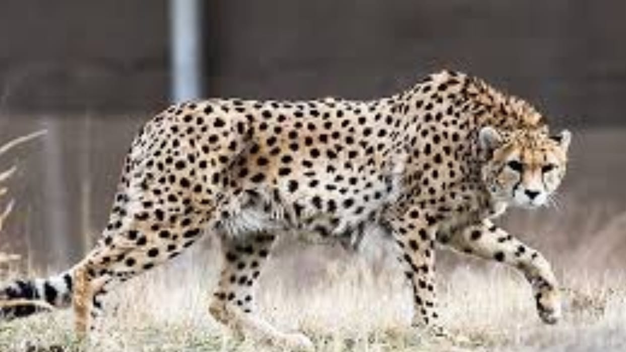 India considered sourcing cheetahs from Somalia, Tanzania, Sudan after biorhythm challenges