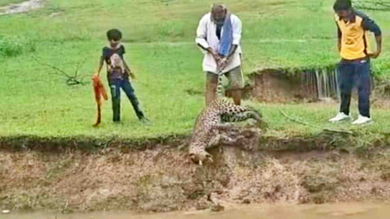 Chittorgarh: Panther dies by drowning after falling into a 10 feet deep ditch