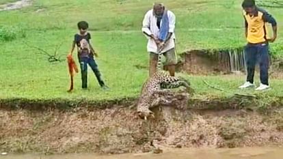 Chittorgarh: पानी से भरी खाई में दिखा पैंथर, काफी देर नहीं हुई हरकत तो ग्रामीणों निकाला बाहर, डूबने से मौत Chittorgarh: Panther dies by drowning after falling into a 10 feet deep ditch