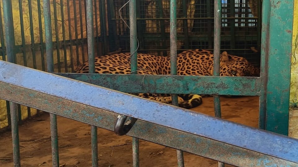 Bijnor: Leopard came to attack the calf, got stuck in the cage, see picture