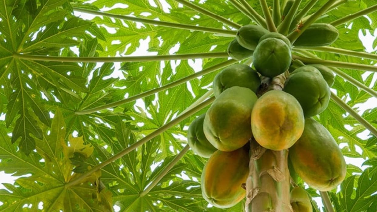 Research reveals Papaya will not spoil quickly production will increase