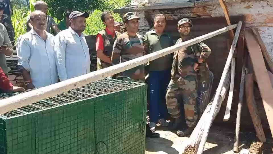 Uttarakhand News Leopard entered in cowshed in Pipli village near New Tehri