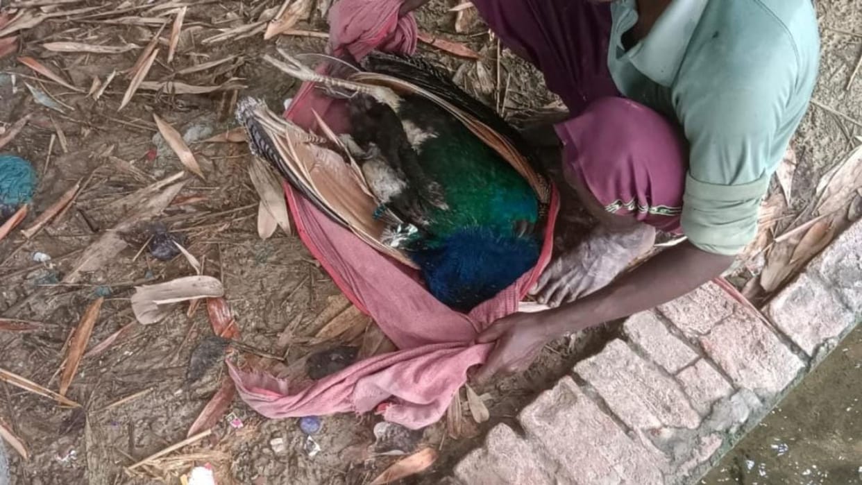 National bird peacock died in Varanasi