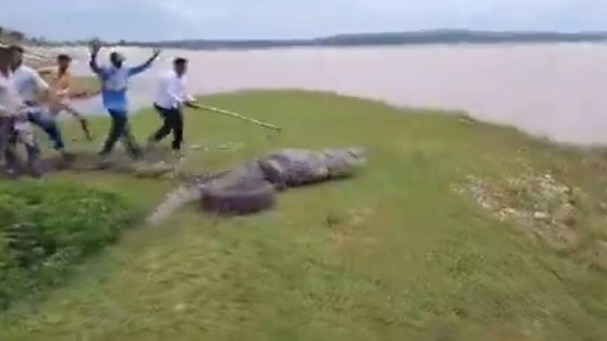 crocodile entered a field in chandauli causing panic among villagers atmosphere of fear